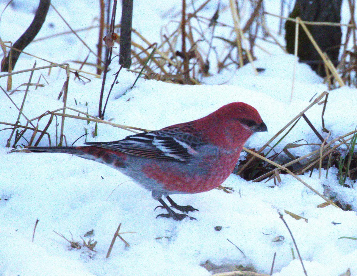 Pine Grosbeak - ML645789546