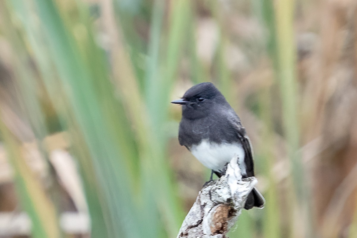 Black Phoebe - ML645789562