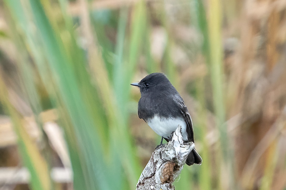 Black Phoebe - ML645789563