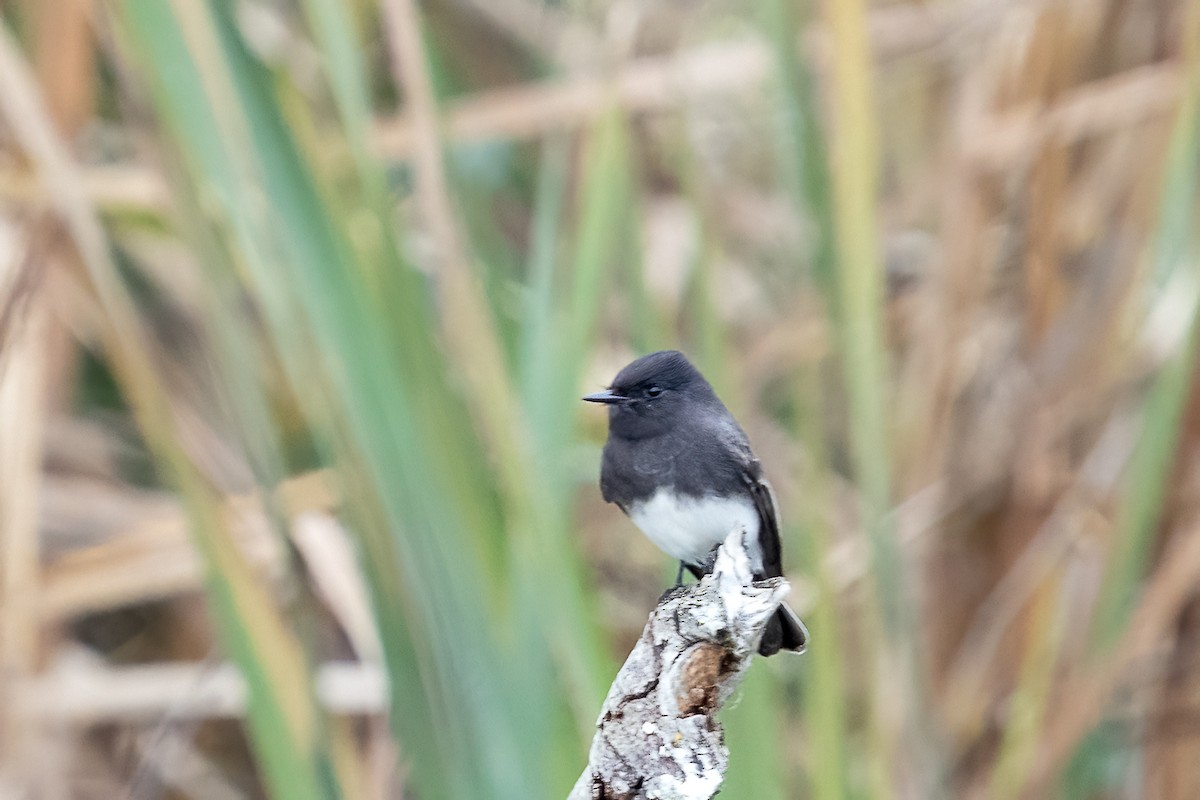 Black Phoebe - ML645789564