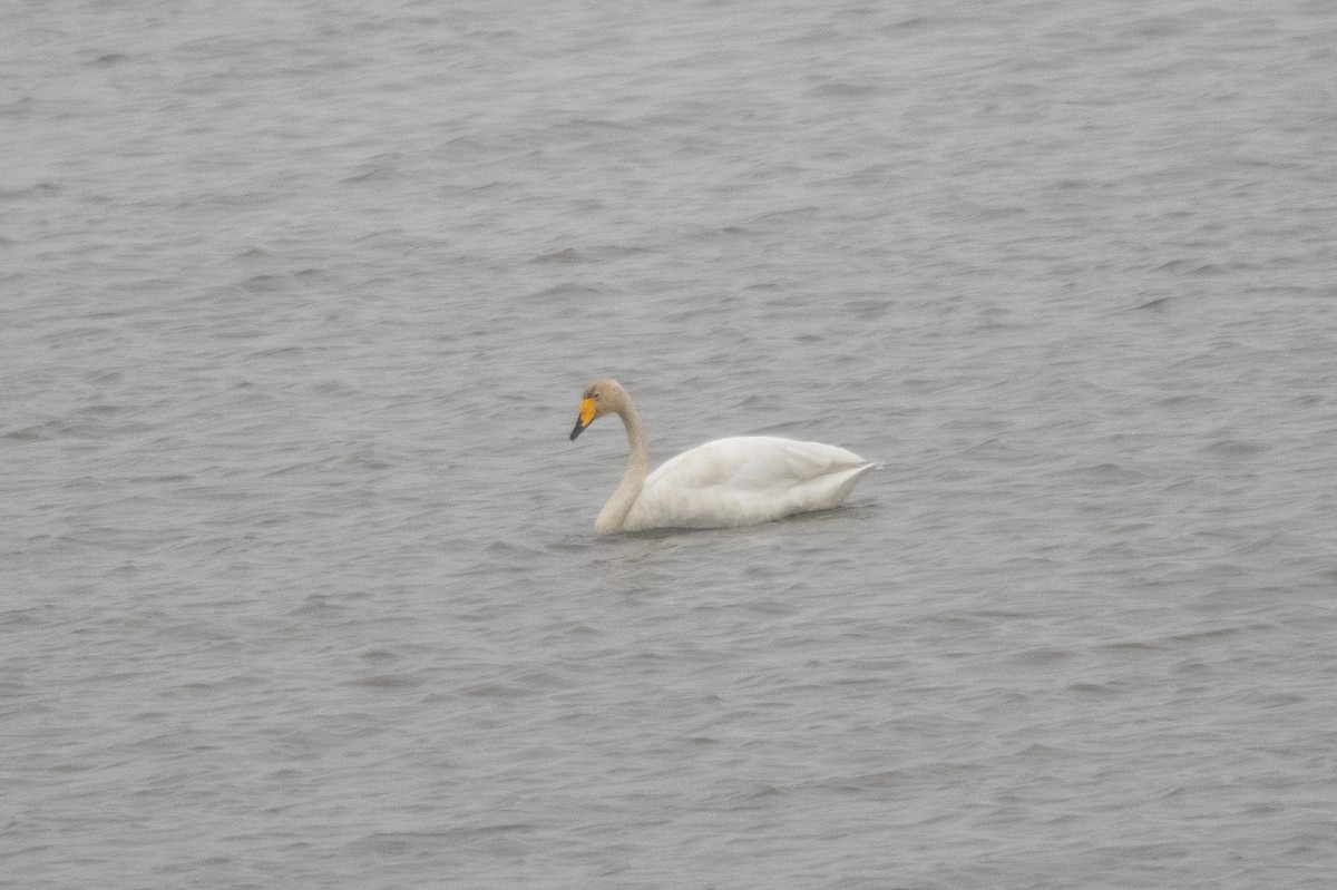 Whooper Swan - ML645789566