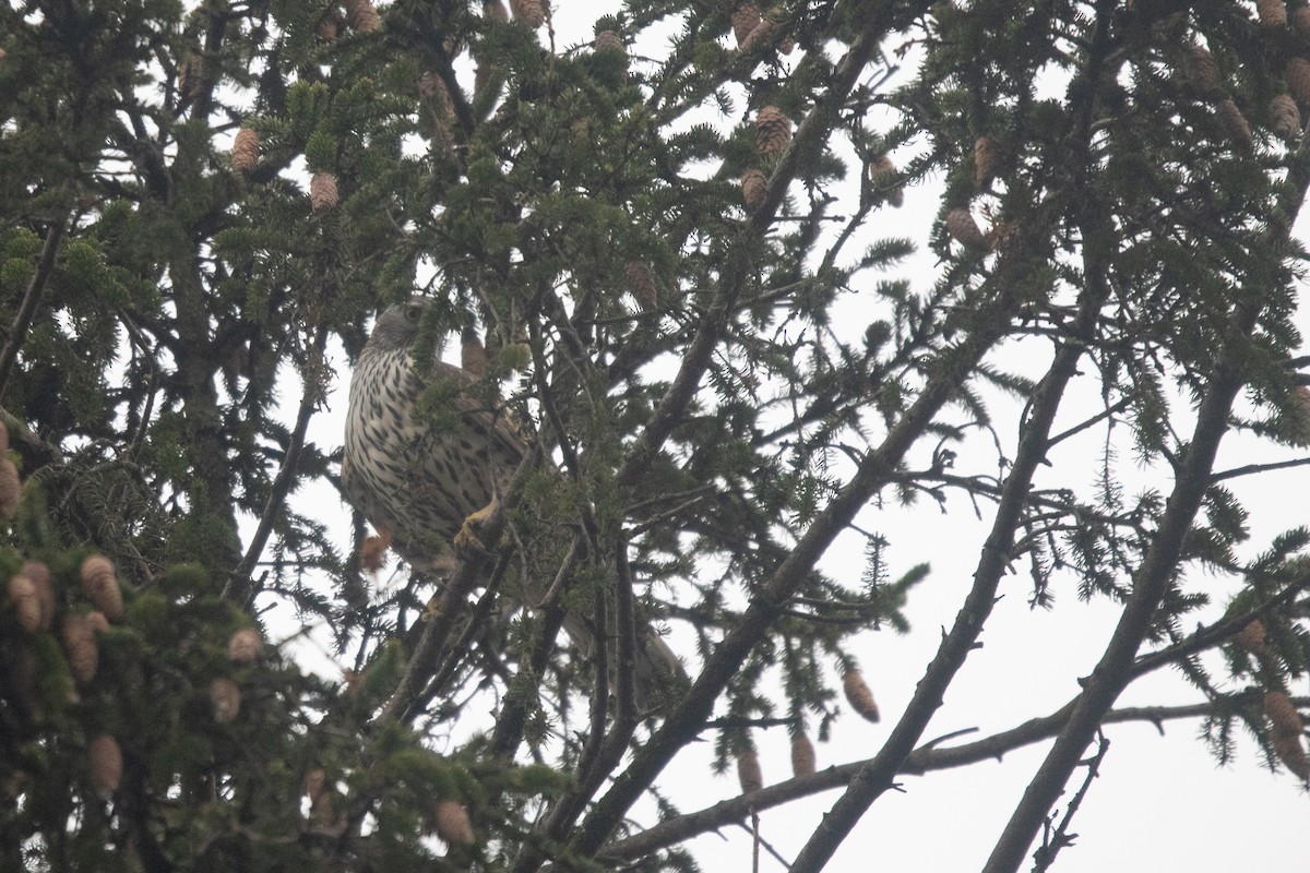 jestřáb lesní - ML645789578