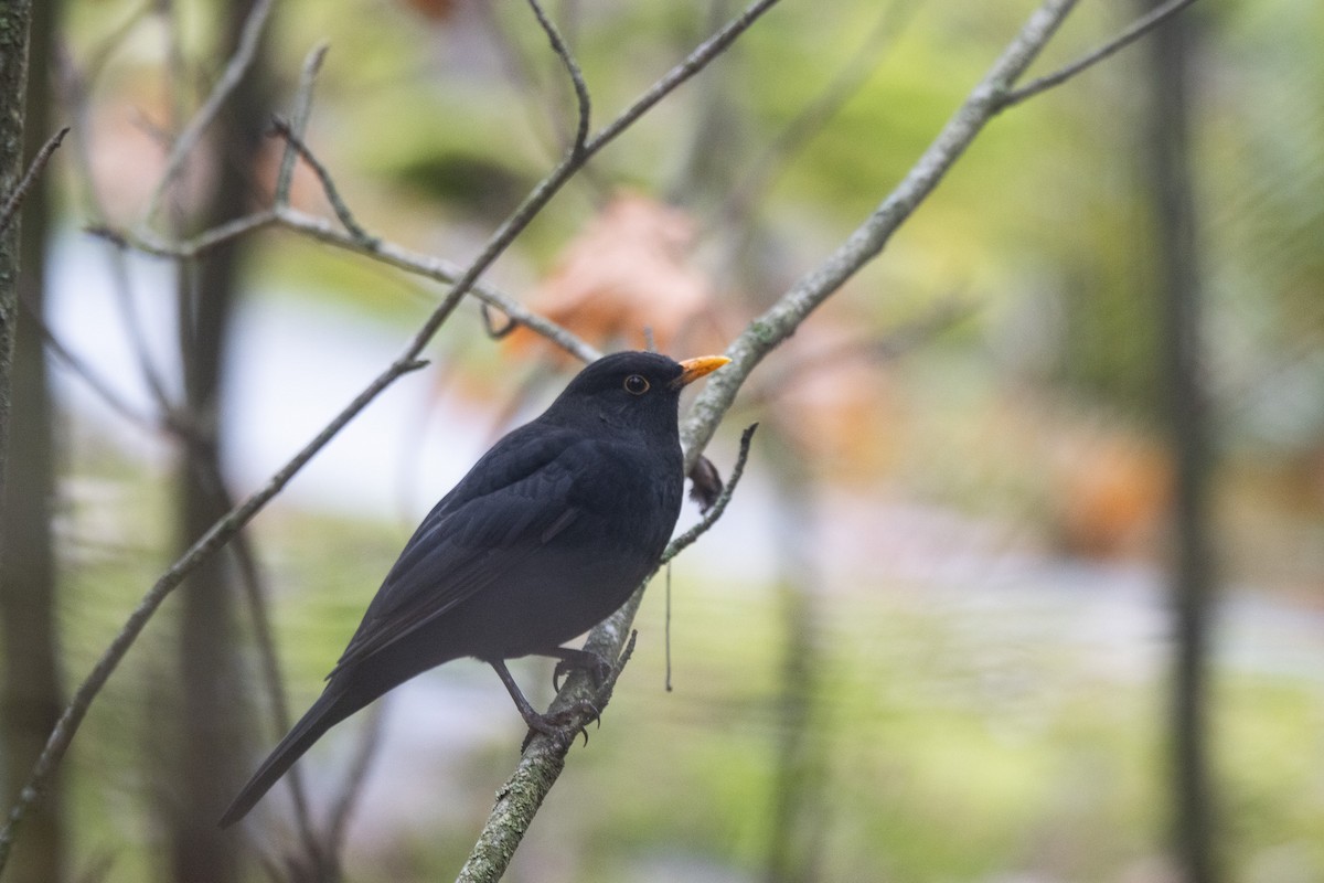 Eurasian Blackbird - ML645789583