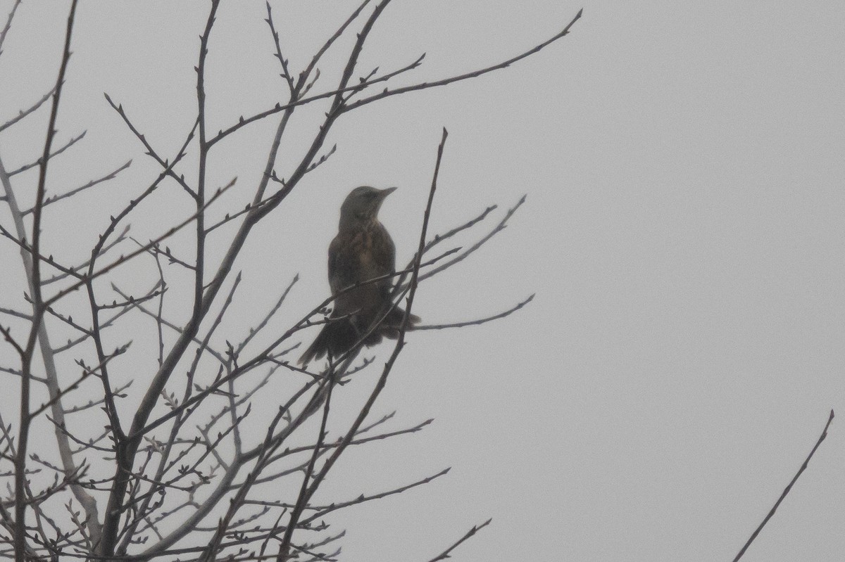 Fieldfare - ML645789585