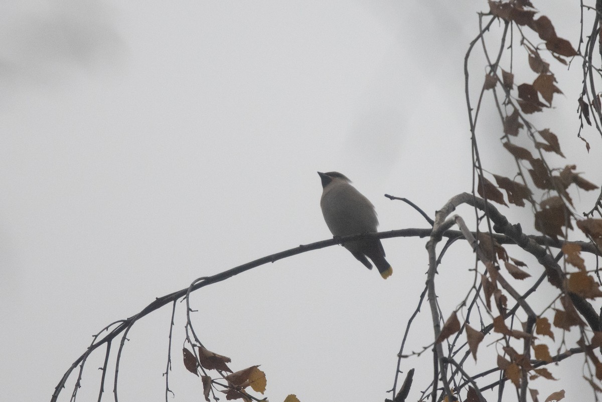 Bohemian Waxwing - ML645789589