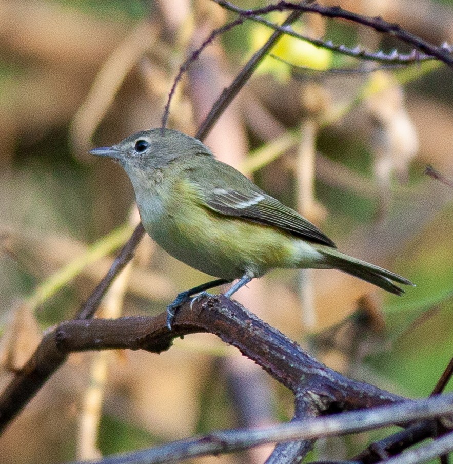 Bell's Vireo - ML645789593