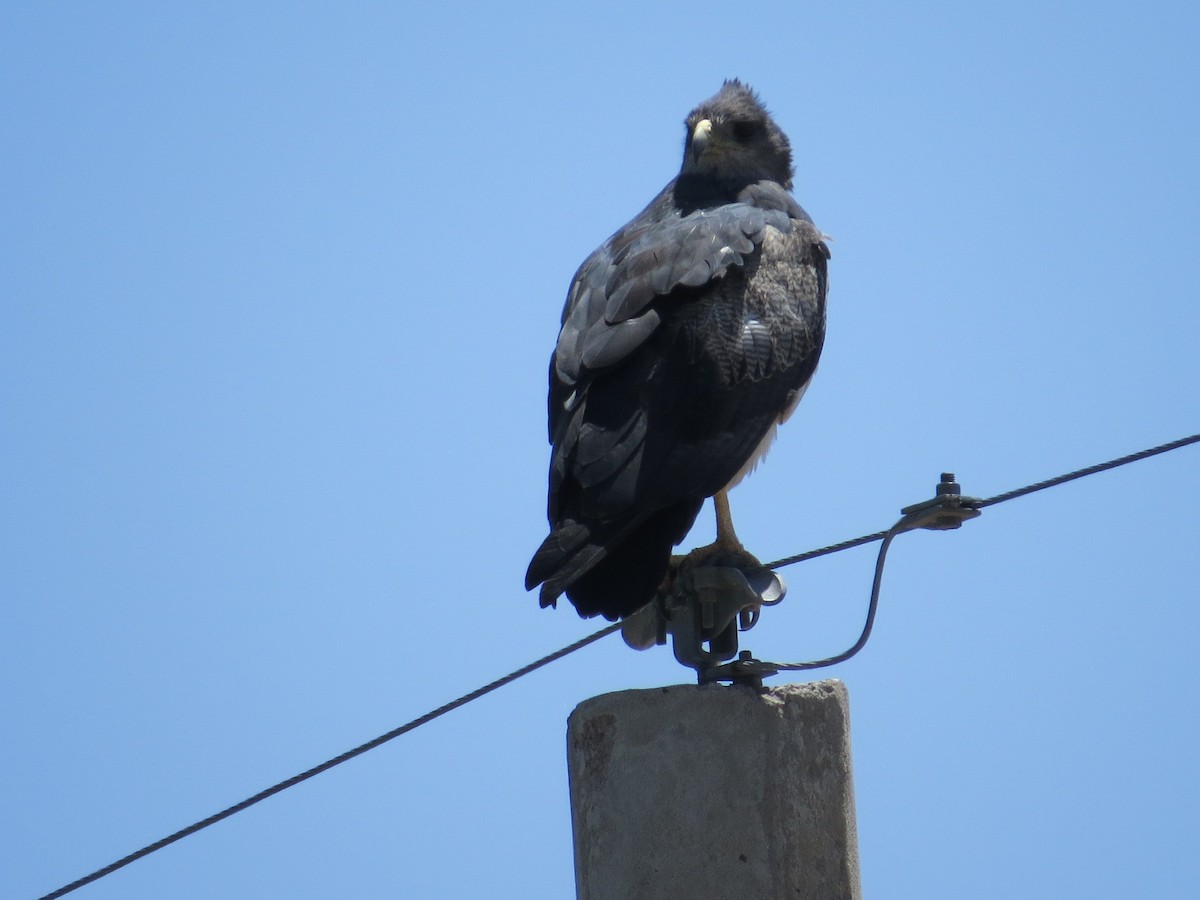 Black-chested Buzzard-Eagle - ML645789594