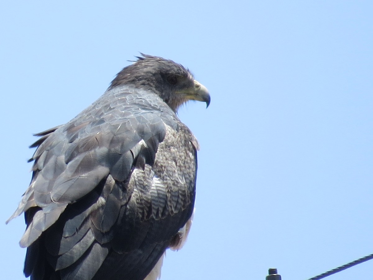Black-chested Buzzard-Eagle - ML645789595