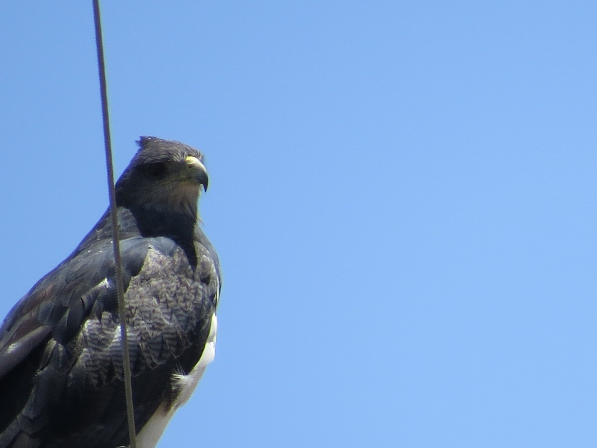 Black-chested Buzzard-Eagle - ML645789596