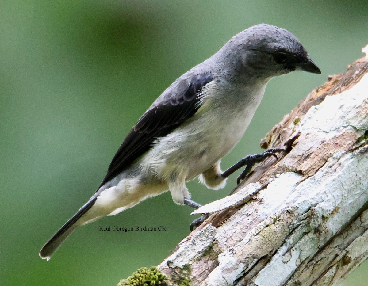 Plain-colored Tanager - ML645789598