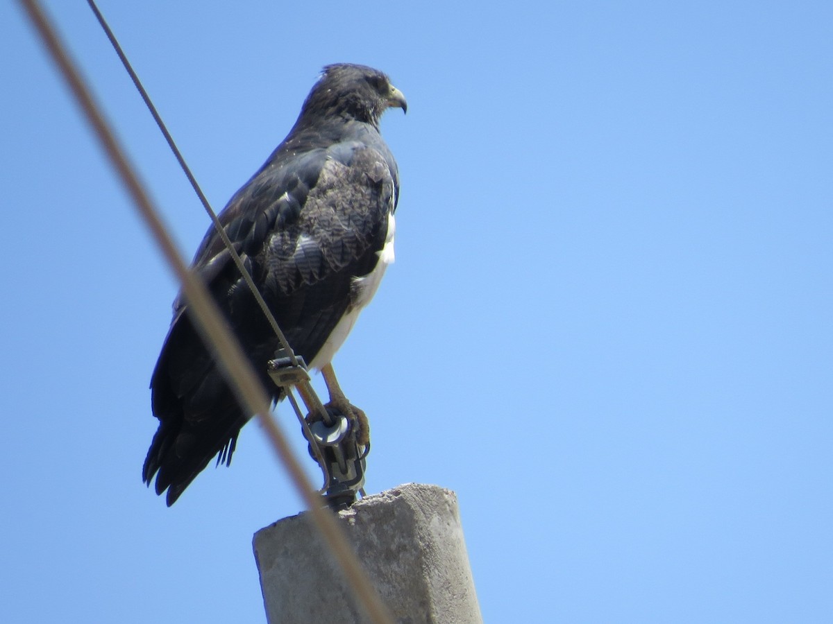 Black-chested Buzzard-Eagle - ML645789599