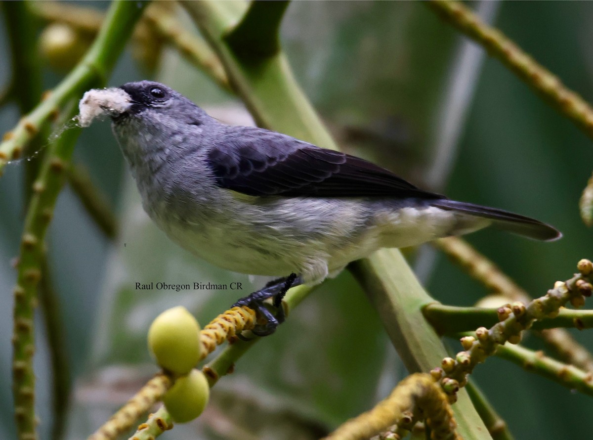 Plain-colored Tanager - ML645789601