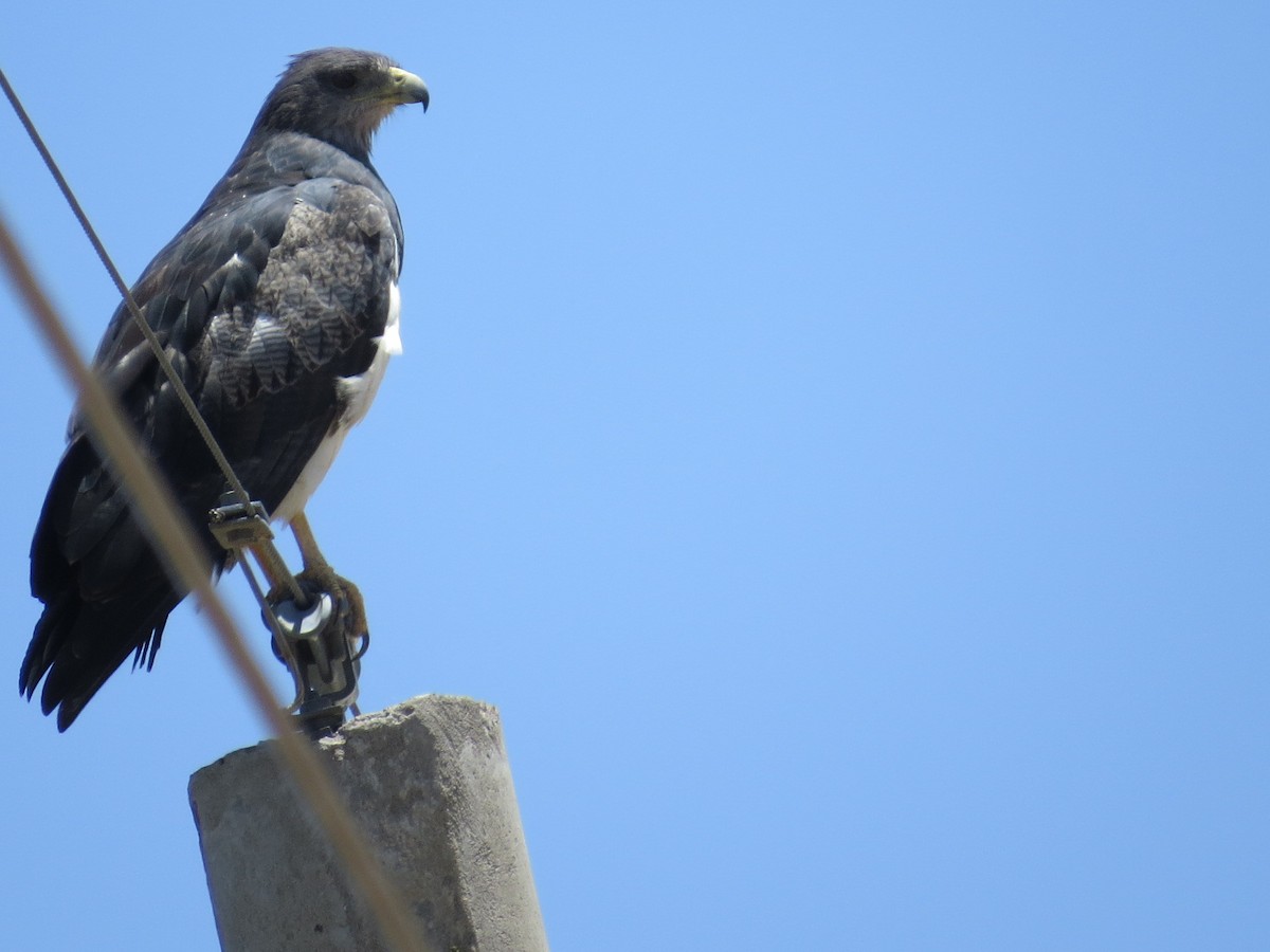 Black-chested Buzzard-Eagle - ML645789602