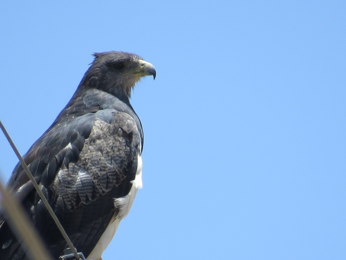 Black-chested Buzzard-Eagle - ML645789603