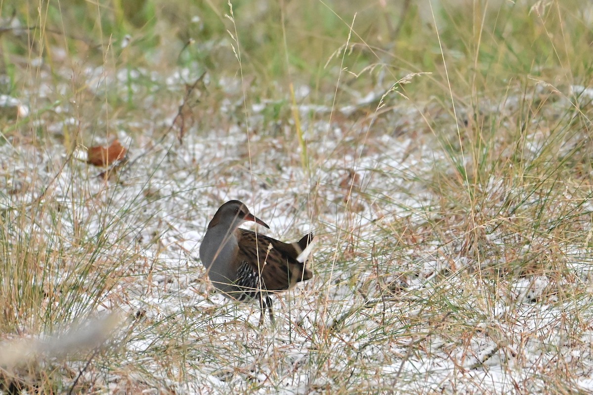 Water Rail - ML645789606