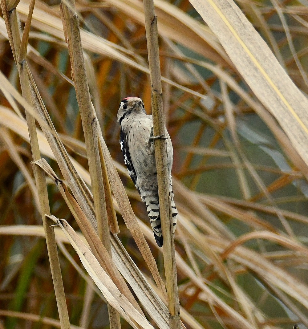 Lesser Spotted Woodpecker - ML645789607