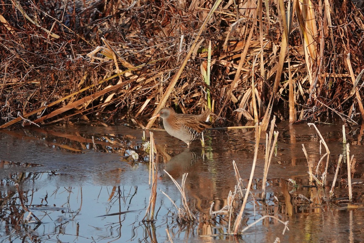 Water Rail - ML645789617