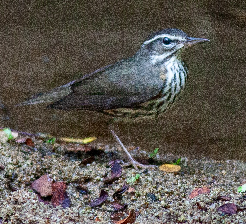 Northern Waterthrush - ML645789624
