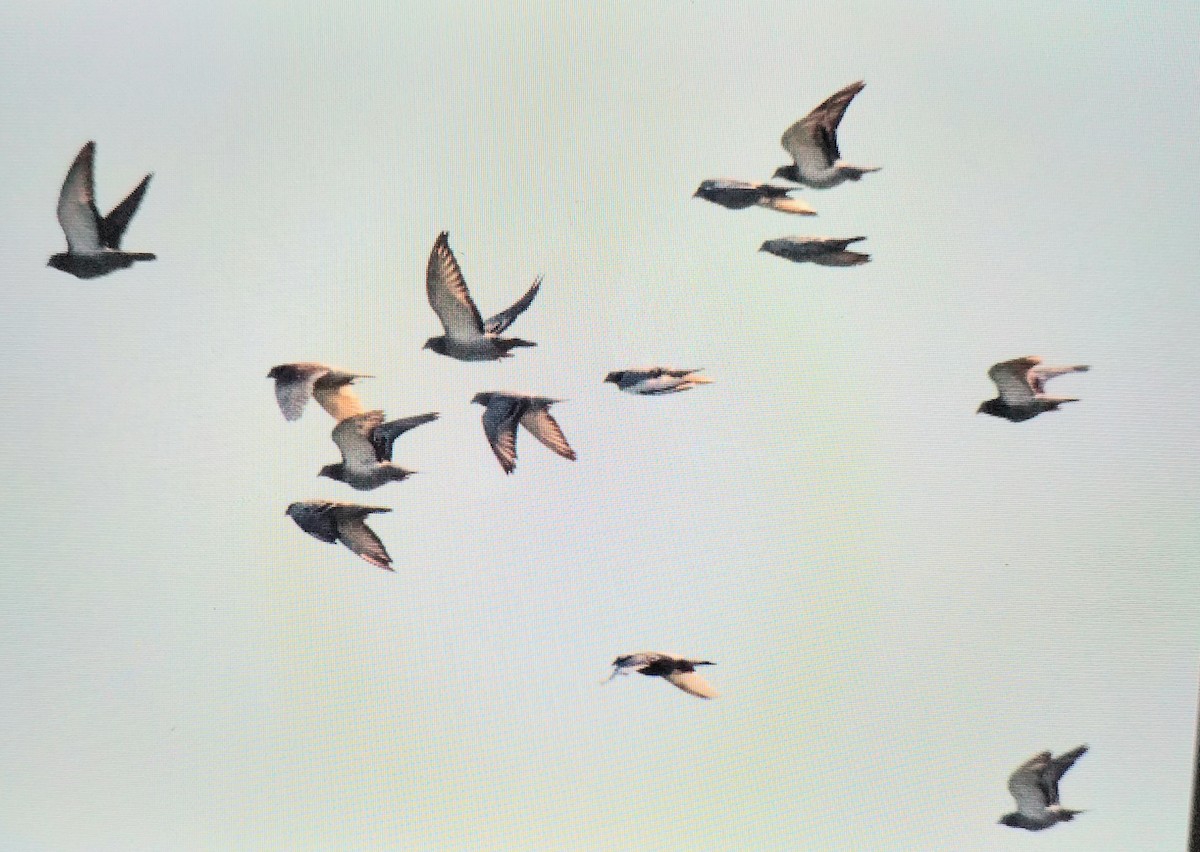 Rock Pigeon (Feral Pigeon) - ML645789632