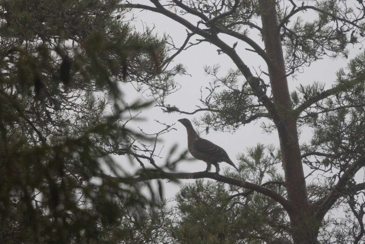 Western Capercaillie - ML645789643