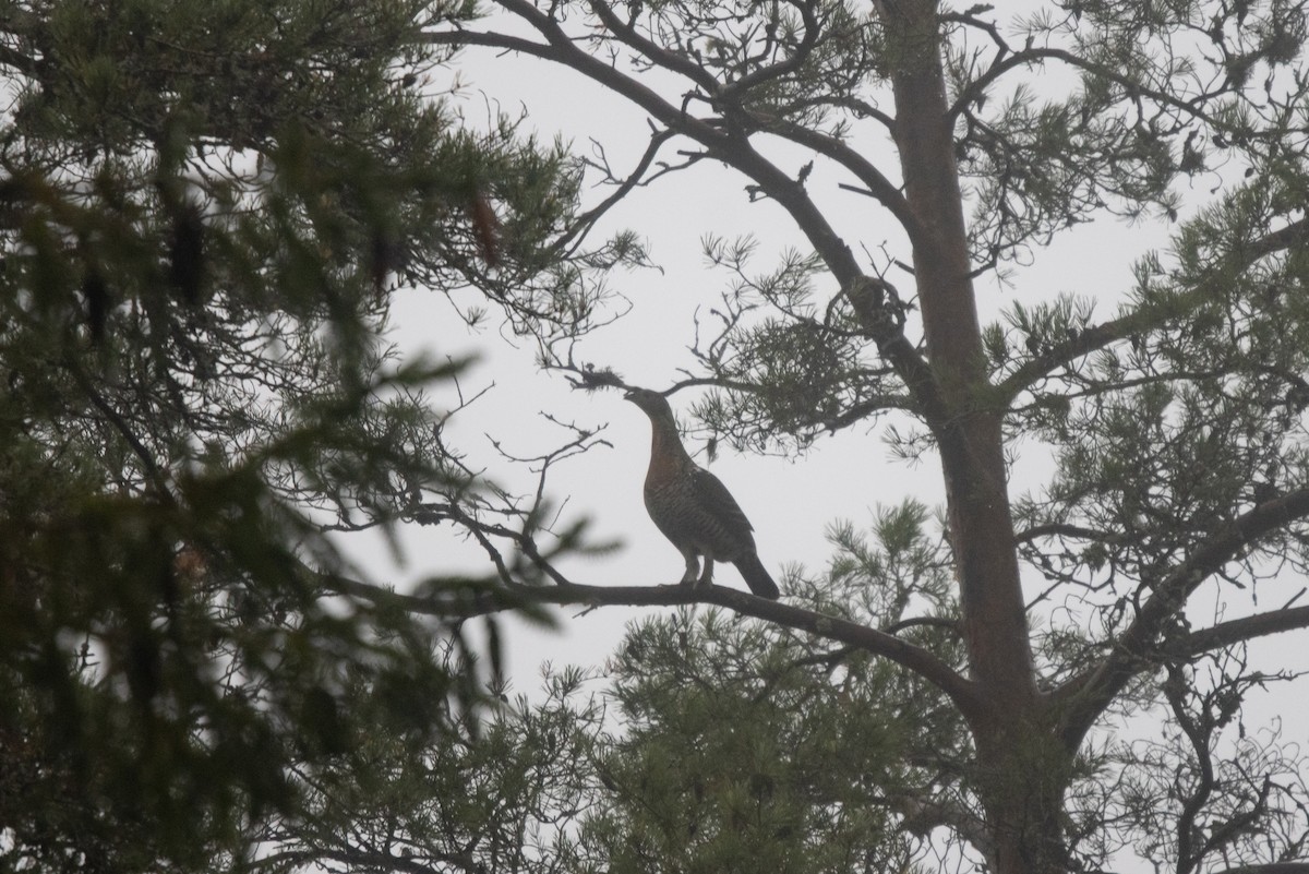 Western Capercaillie - ML645789644