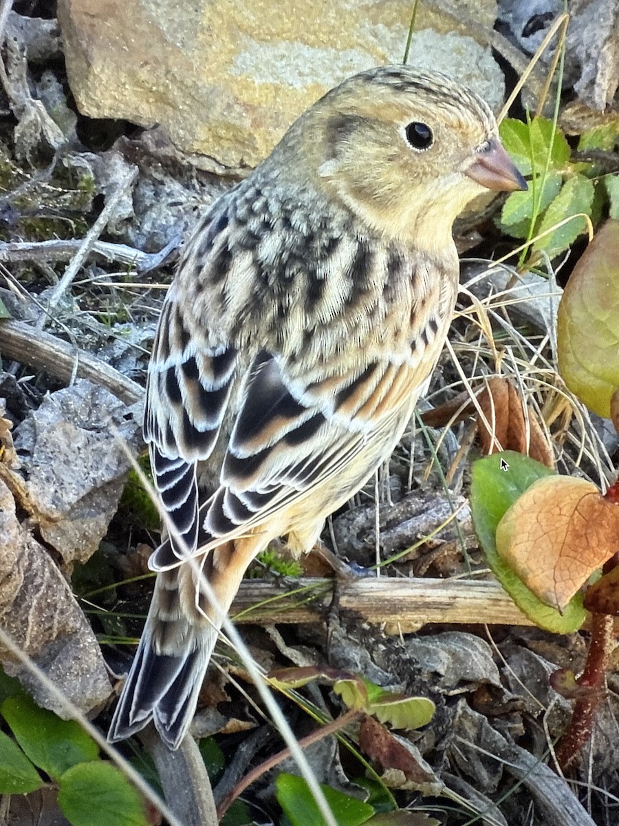 ツメナガホオジロ - ML645789653