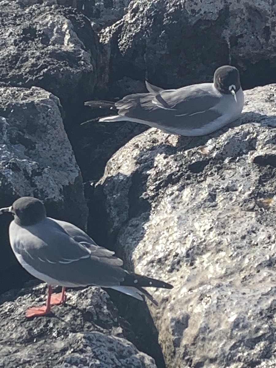 Gaviota Tijereta - ML645789668