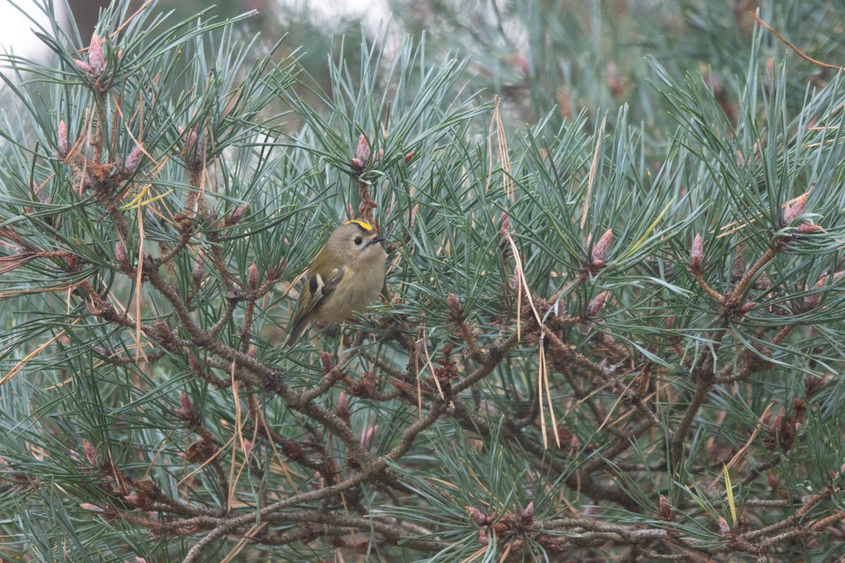 Goldcrest - ML645789673