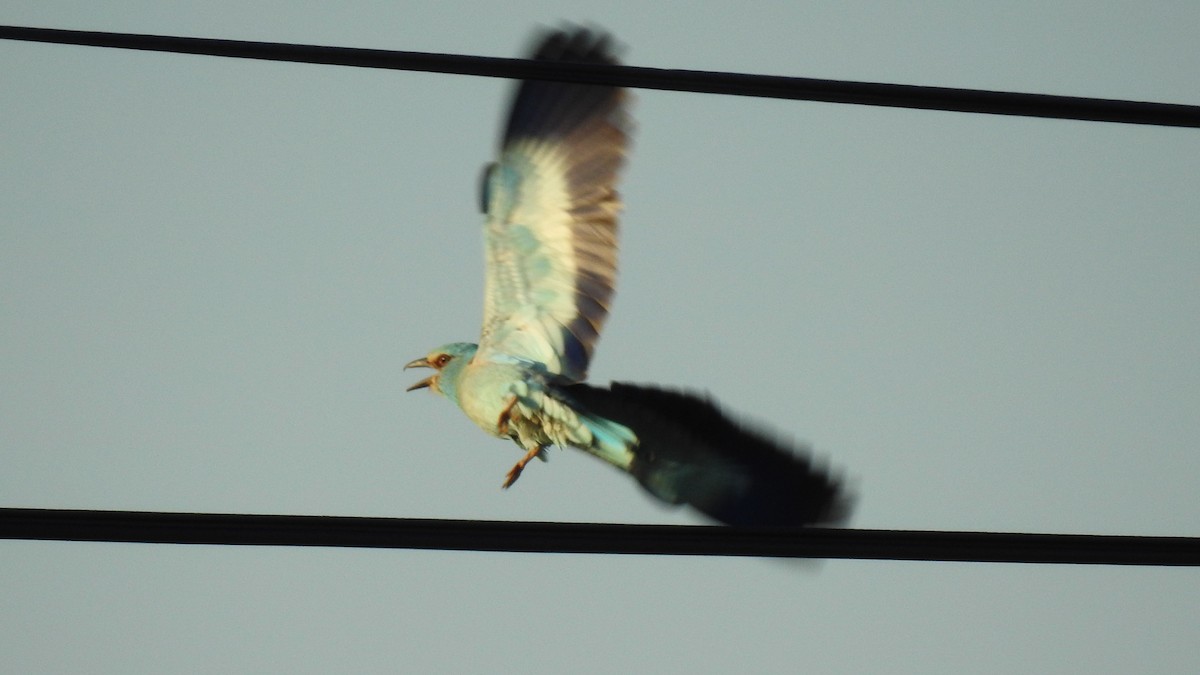 European Roller - ML645789677