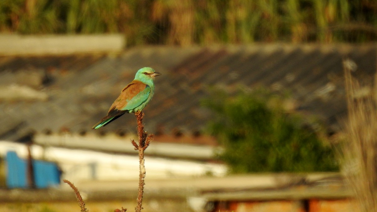 European Roller - ML645789679