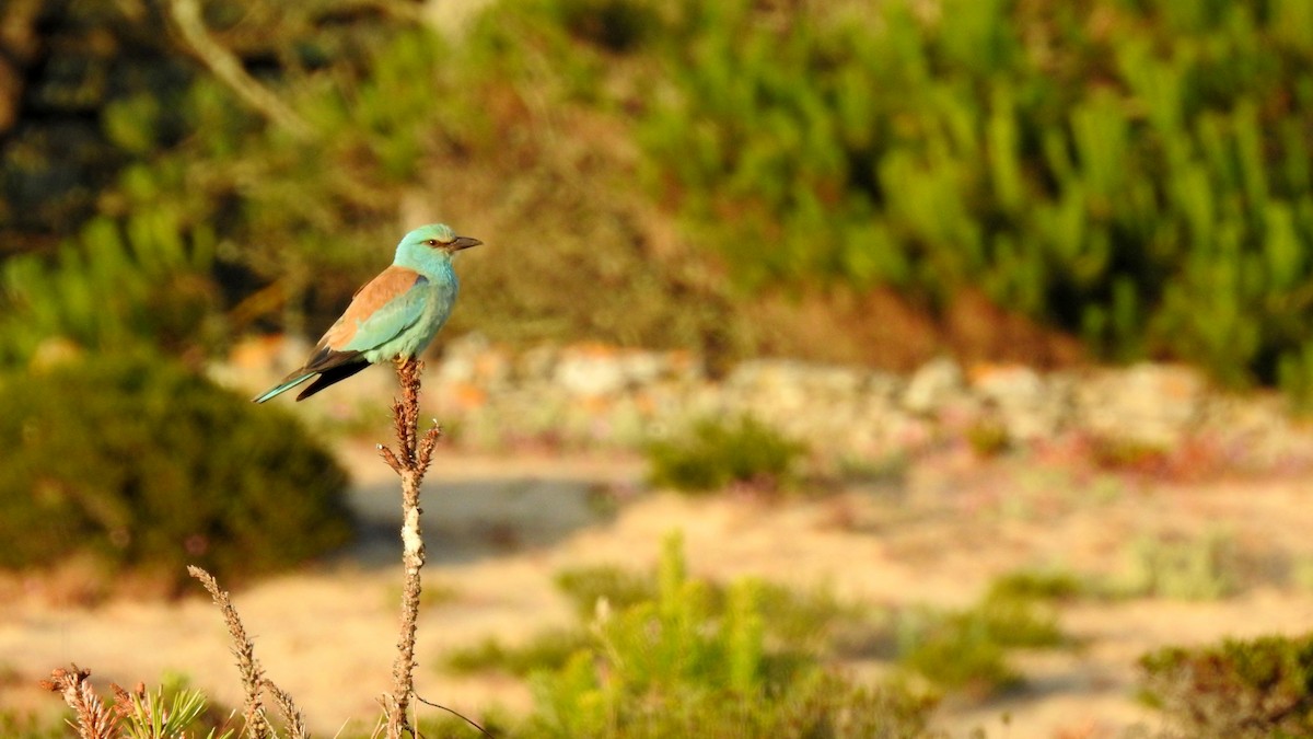 European Roller - ML645789680