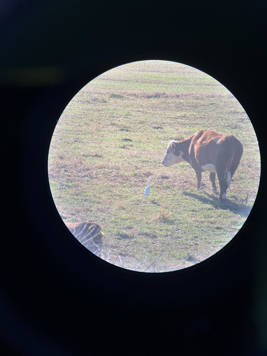 Airone guardabuoi - ML645789681