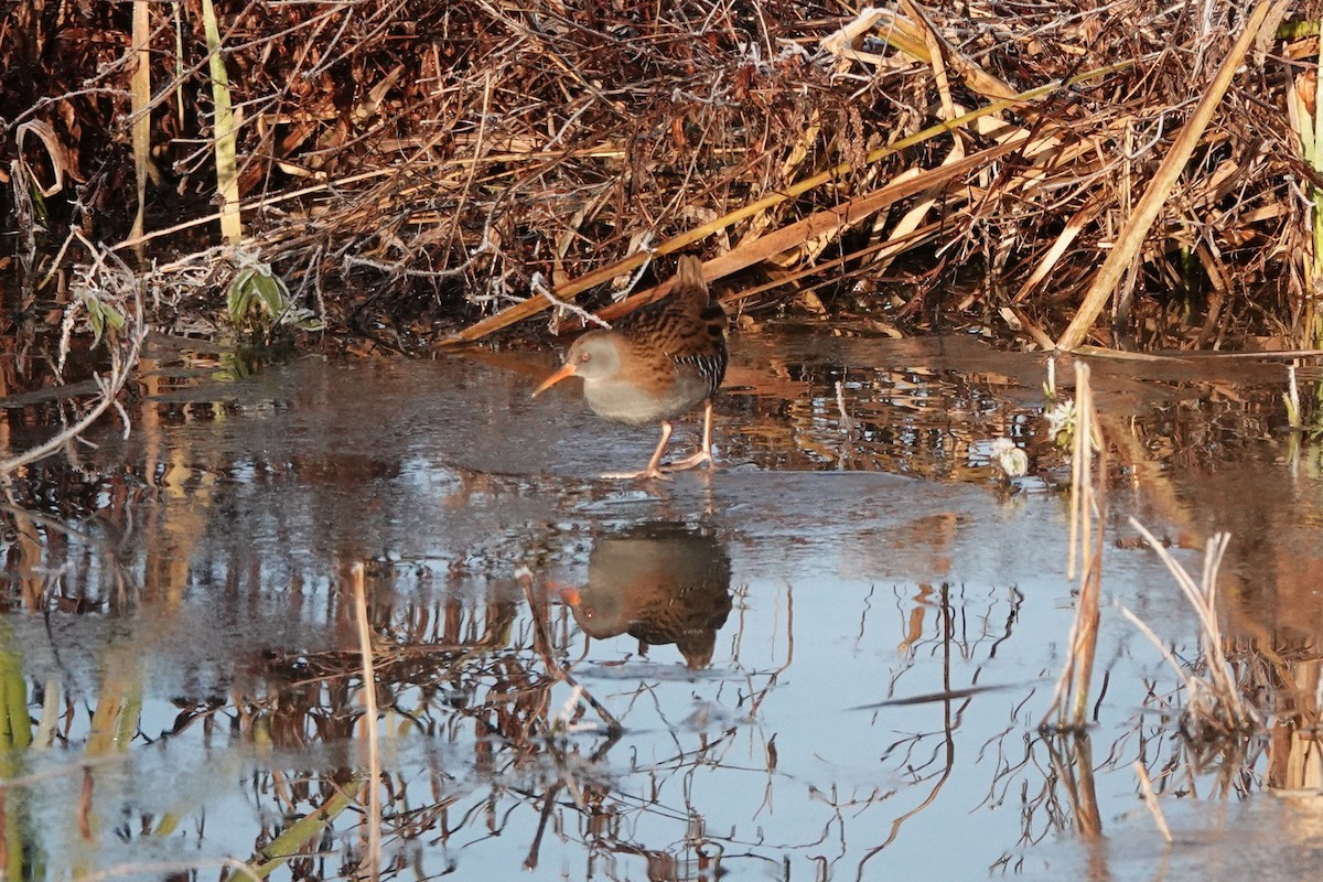 Water Rail - ML645789686