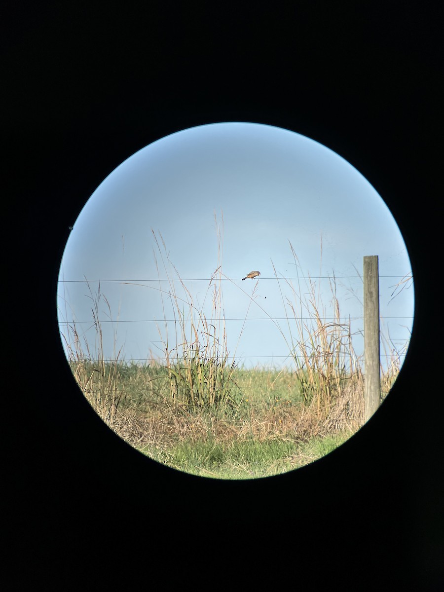 Say's Phoebe - ML645789693