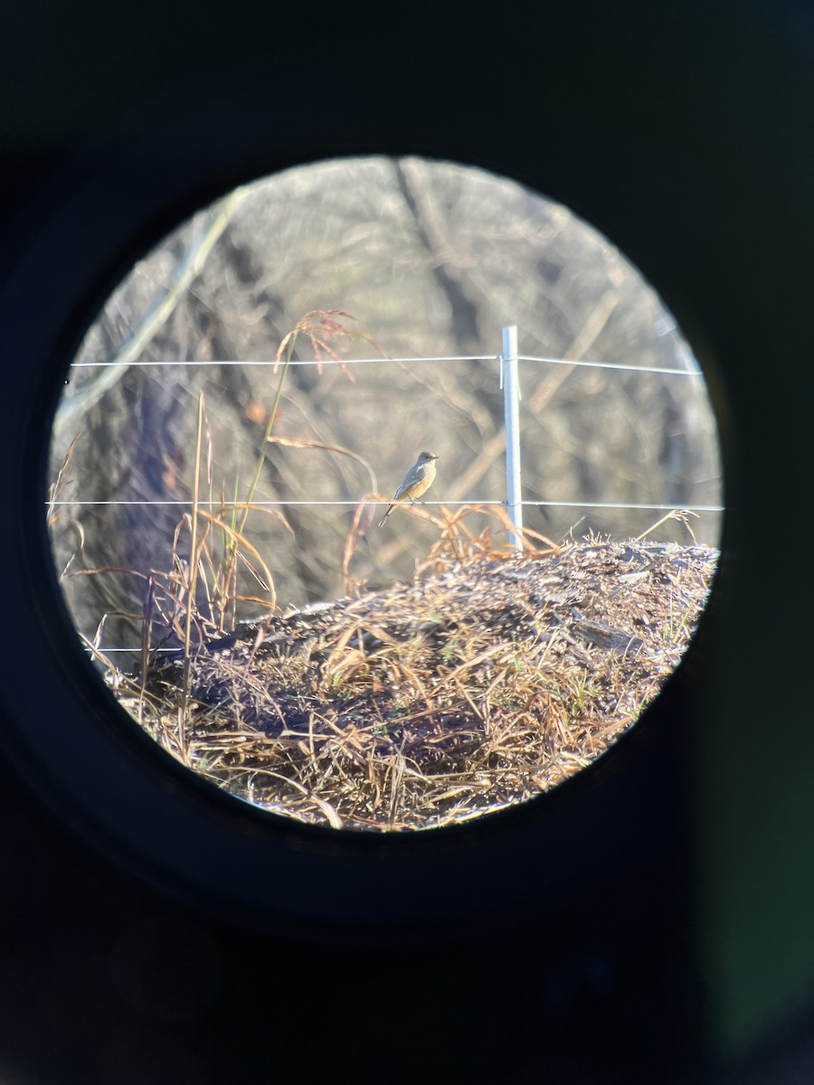 Say's Phoebe - ML645789694