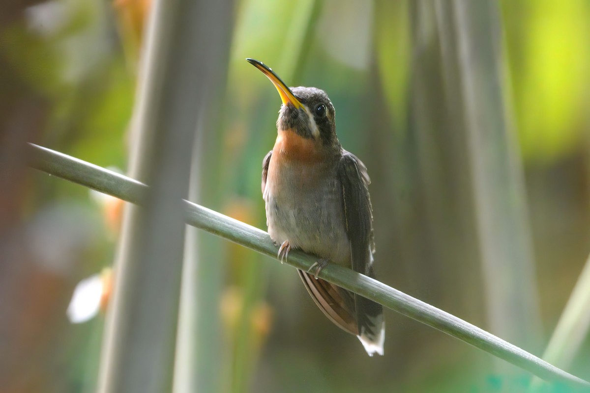 Band-tailed Barbthroat - ML645789696