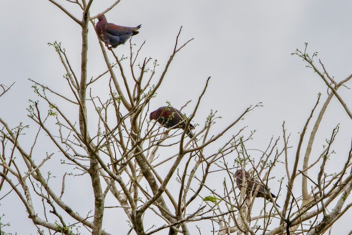 Red-billed Pigeon - ML645789697