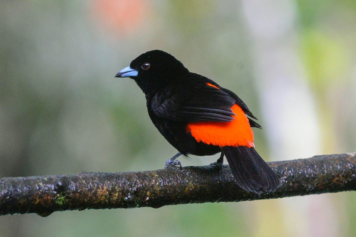 Scarlet-rumped Tanager - ML645789700