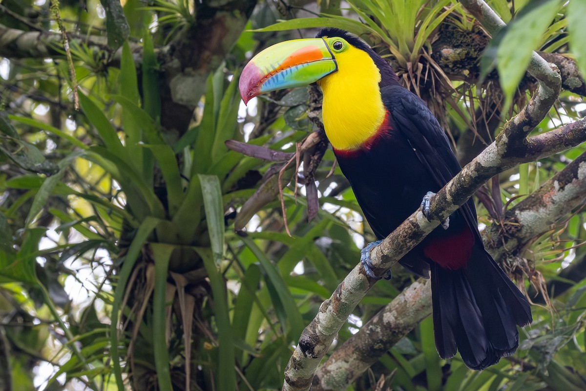 Радужный тукан - ML645789710