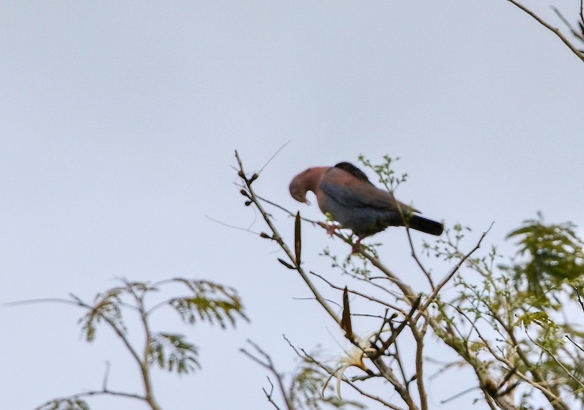 Red-billed Pigeon - ML645789715