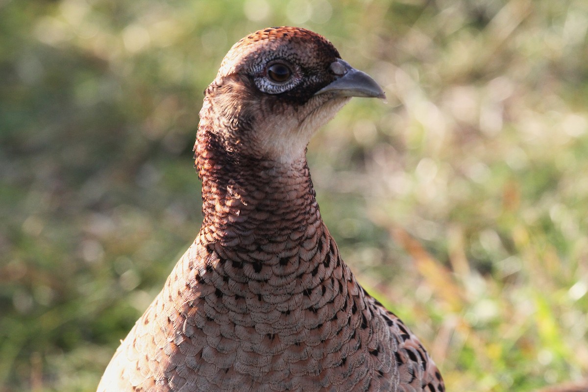 Ring-necked Pheasant - ML645789726