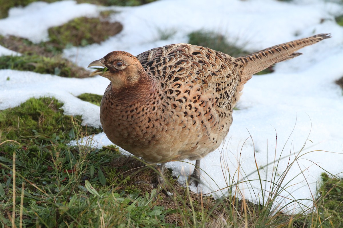 Ring-necked Pheasant - ML645789727