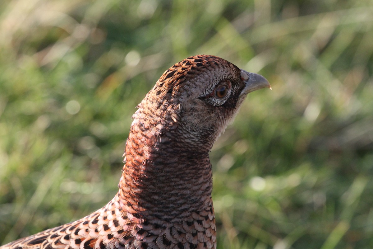 Ring-necked Pheasant - ML645789728