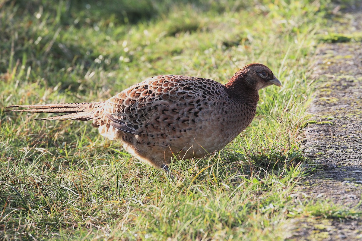 Ring-necked Pheasant - ML645789729