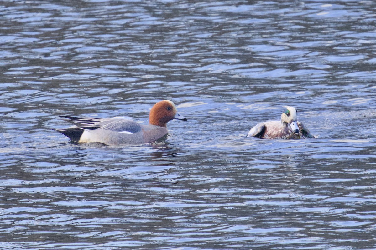 Eurasian Wigeon - ML645789741