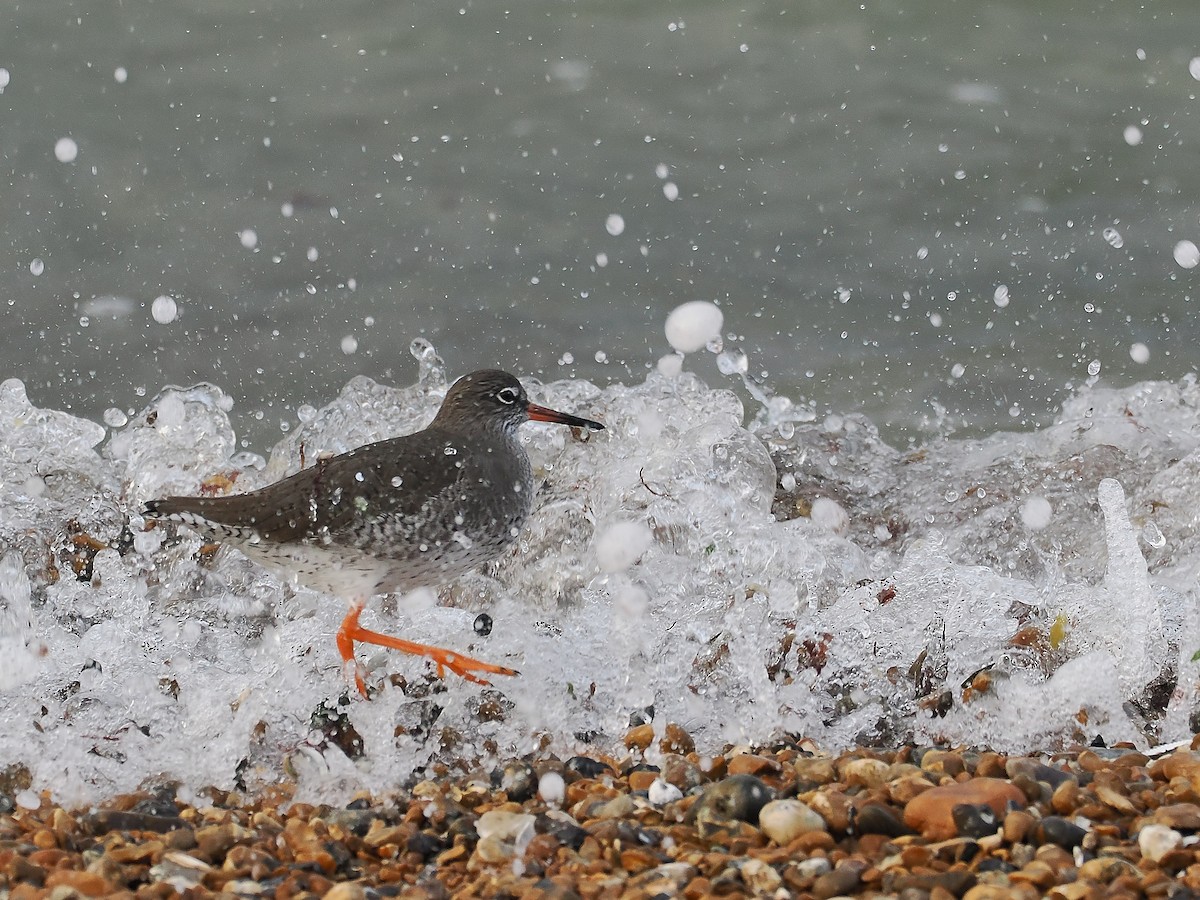 Common Redshank - ML645789753