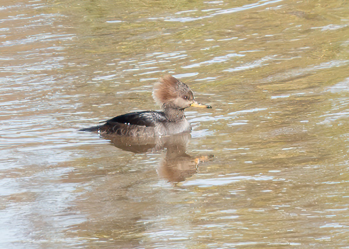 Hooded Merganser - ML645789762