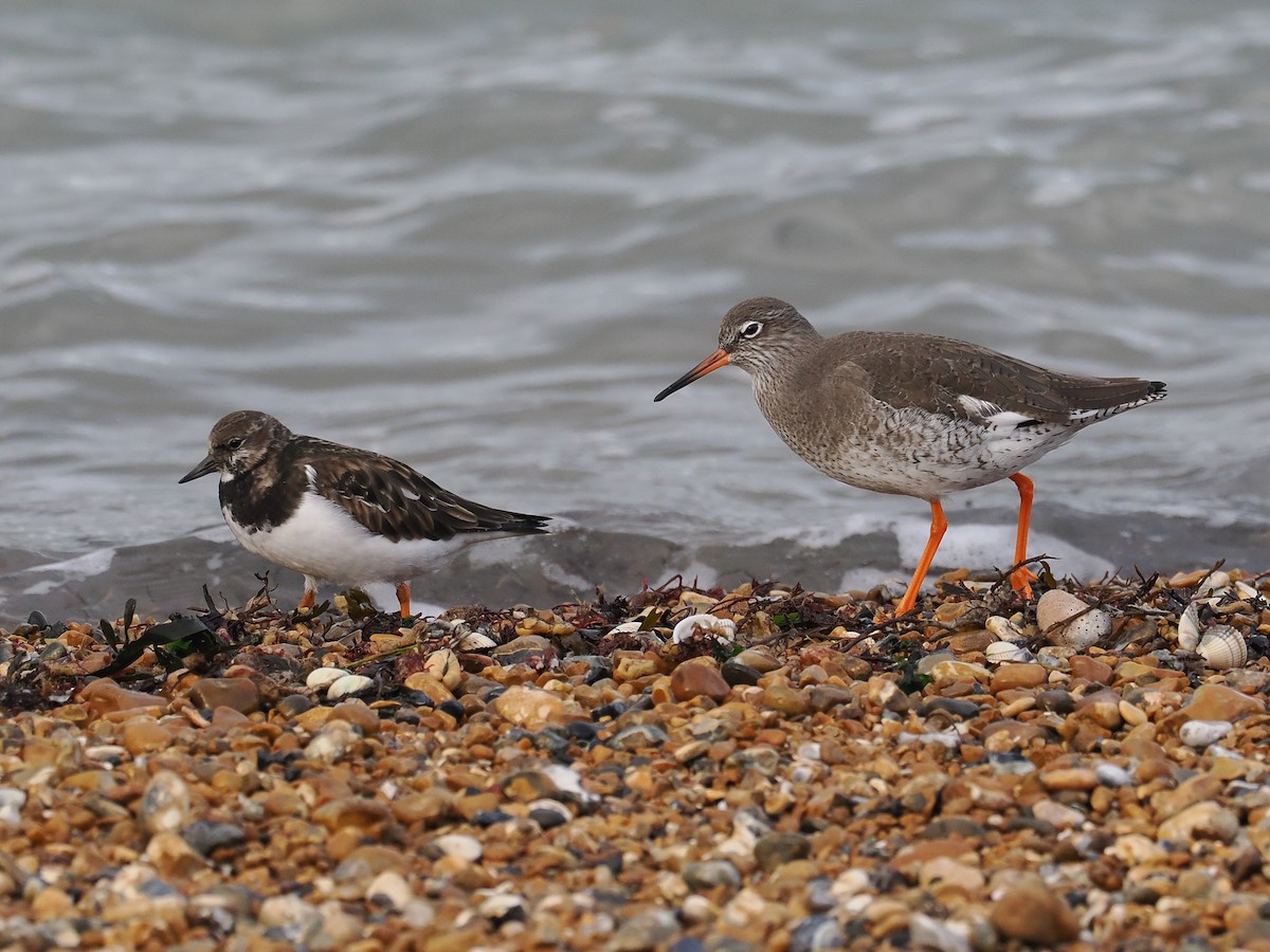 Common Redshank - ML645789766