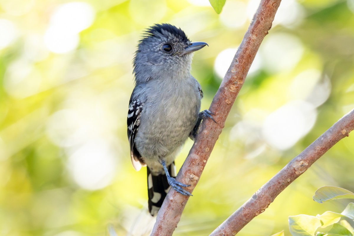 Variable Antshrike - ML645789767