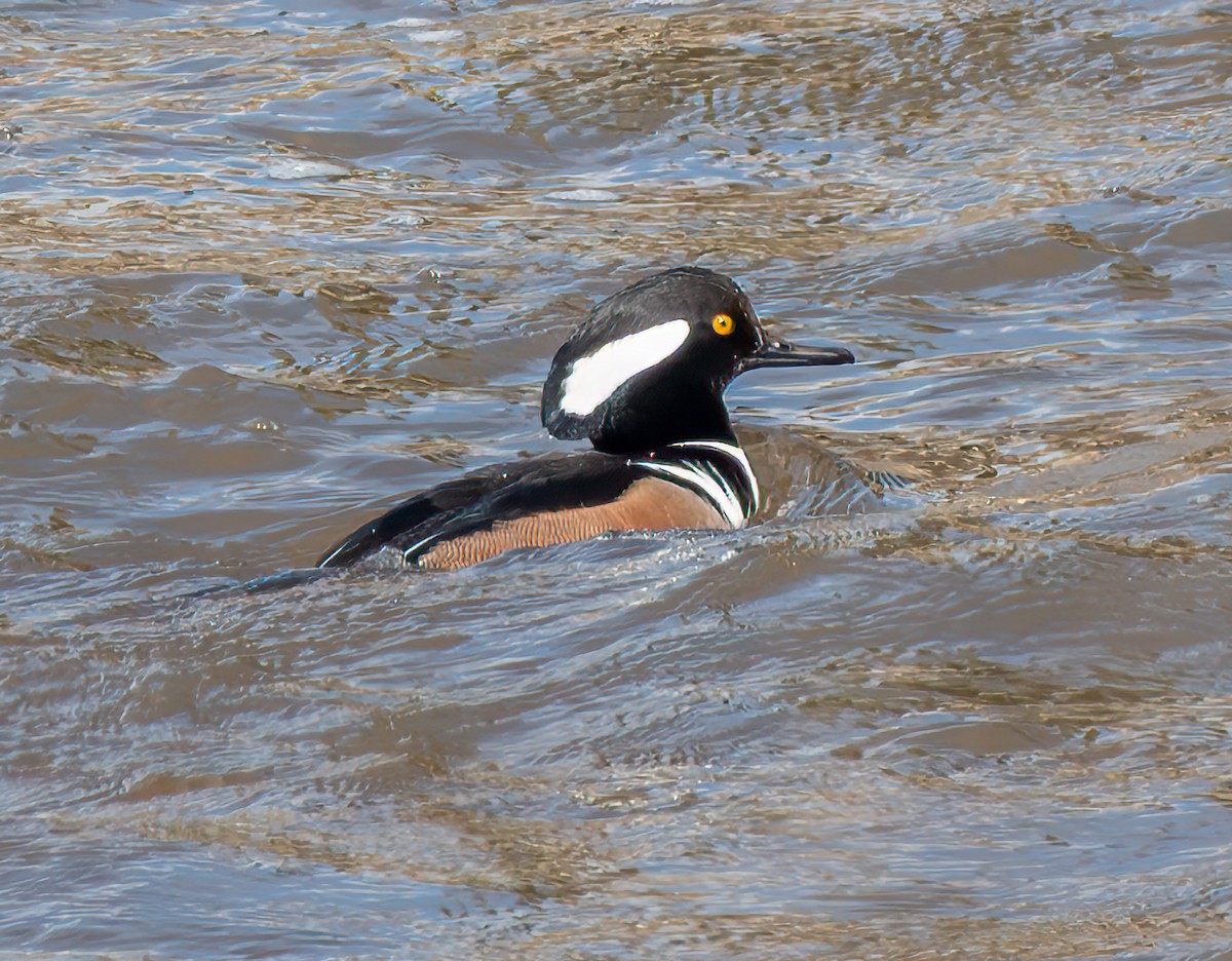 Hooded Merganser - ML645789770